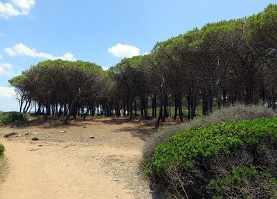 Terebenthine de pin des landes Terebenthine de pin des landes