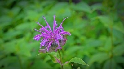 Monarde Monarde