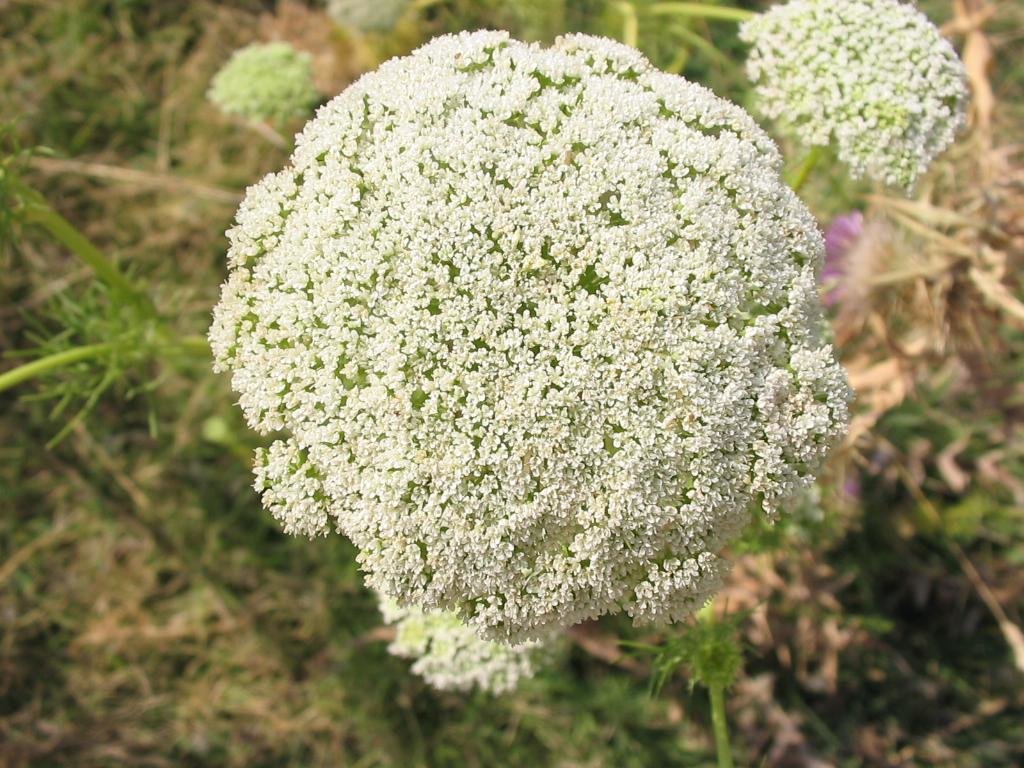 Ammi visnaga (Khella)