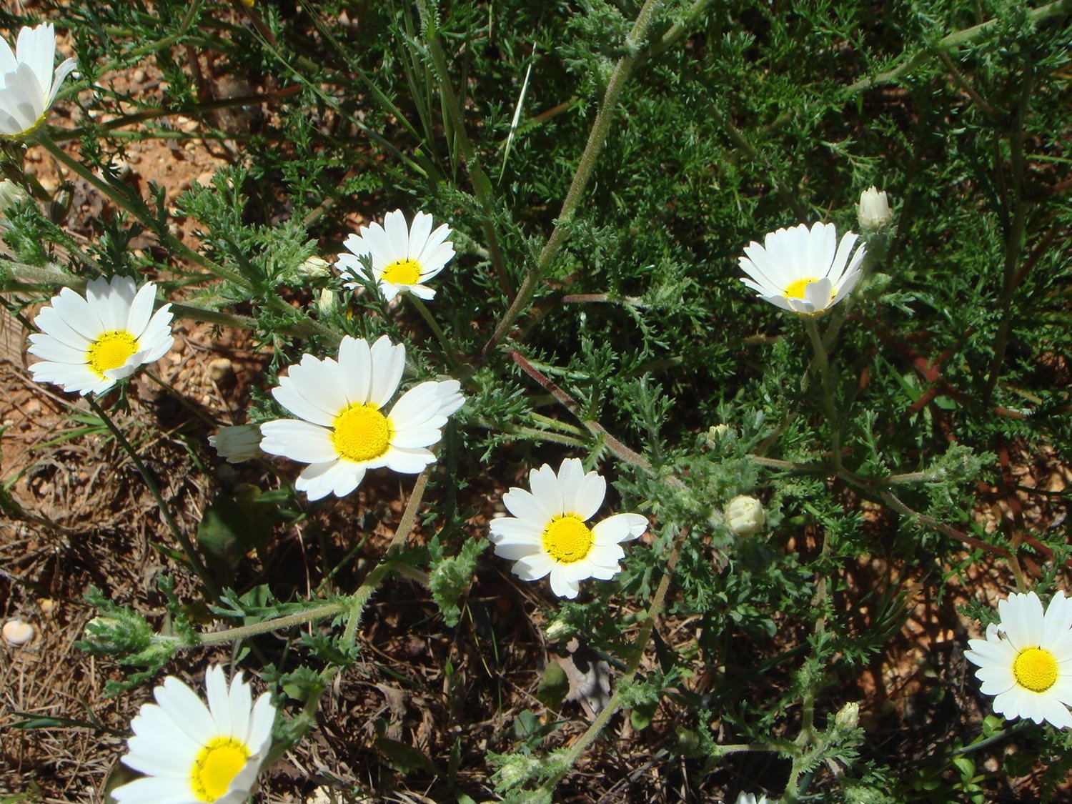 Camomille sauvage