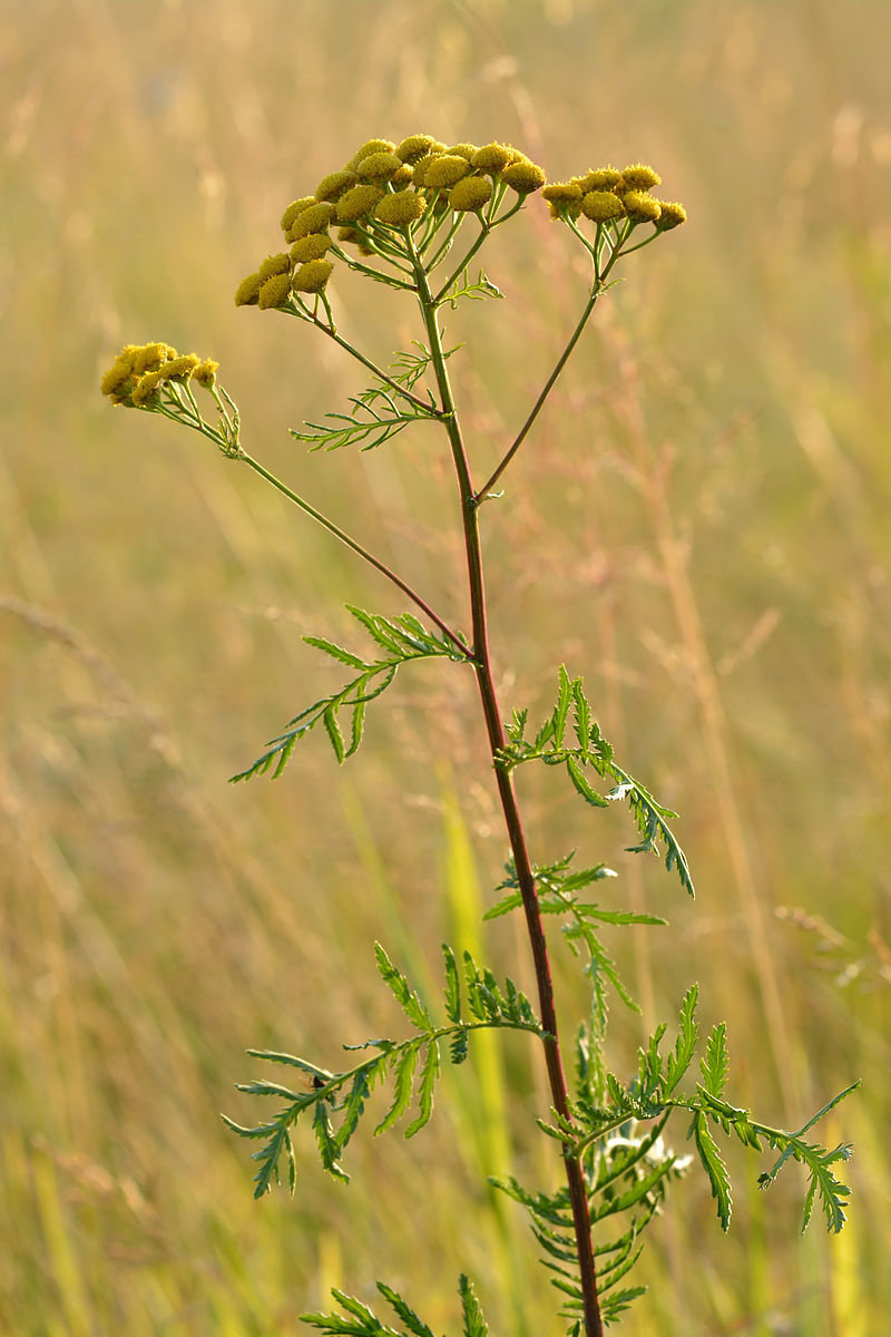 Tanaisie annuelle (camomille bleue)