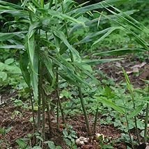 Gingembre frais