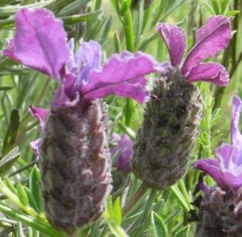 Lavande stoechade (lavande papillon)