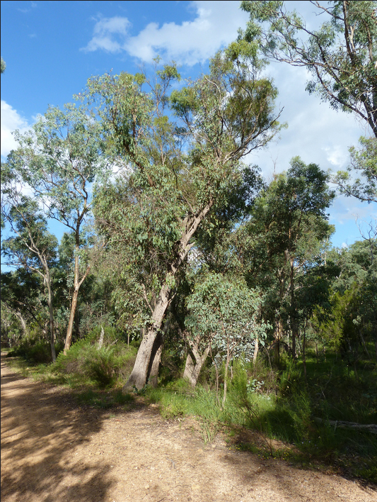 Eucalyptus dives Eucalyptus dives