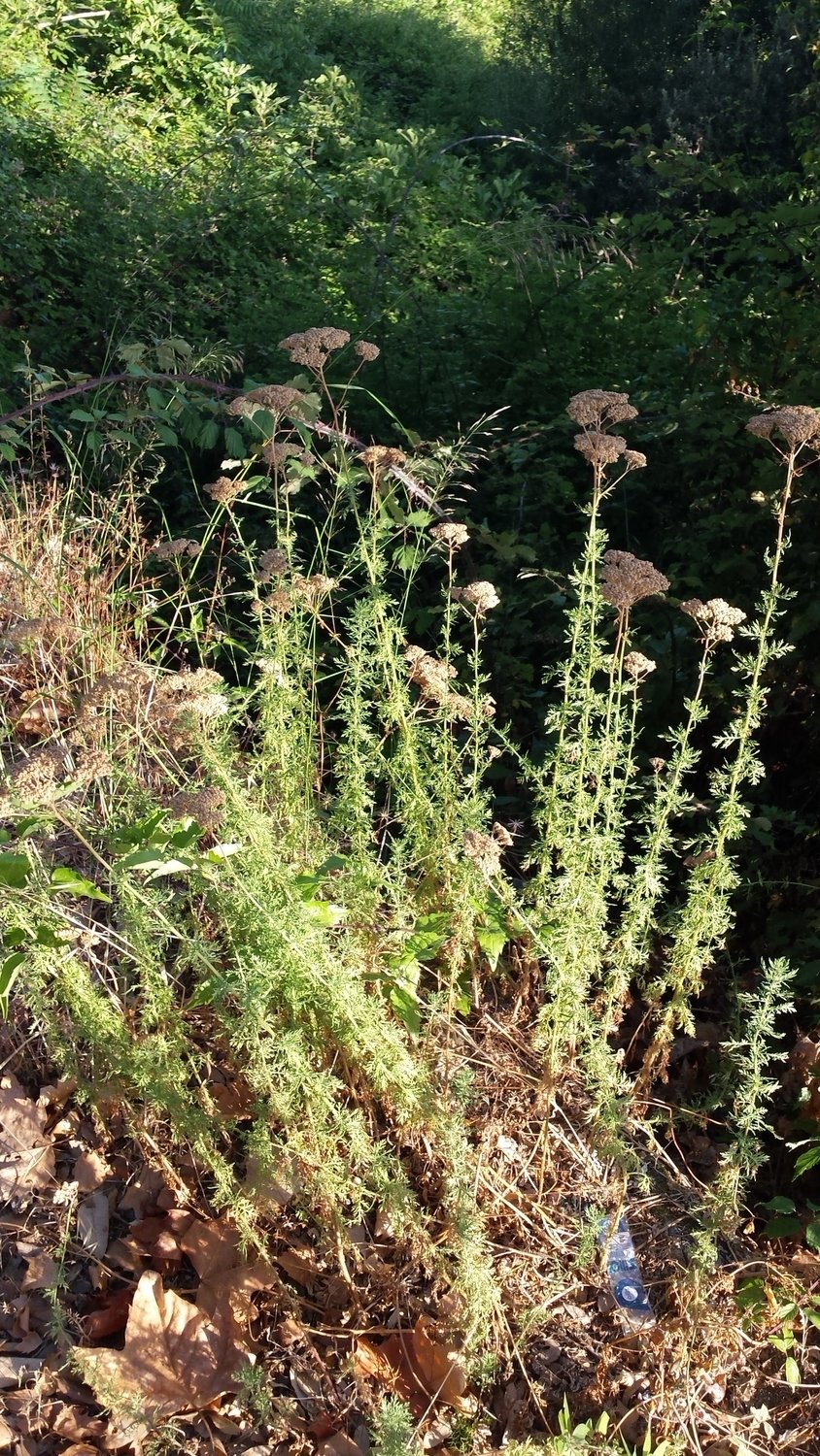 Achillée de Ligurie