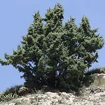 Genévrier nain de montagne (rameaux)