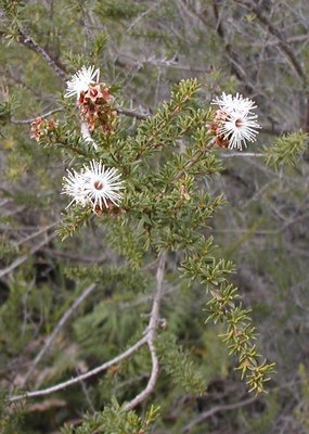 Kunzea Kunzea