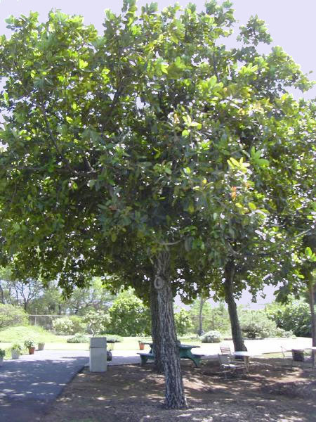 Callophyle (tamanu) extra vierge Callophyle (tamanu) extra vierge