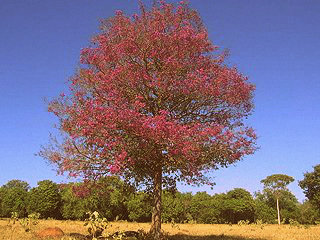 Bois de rose