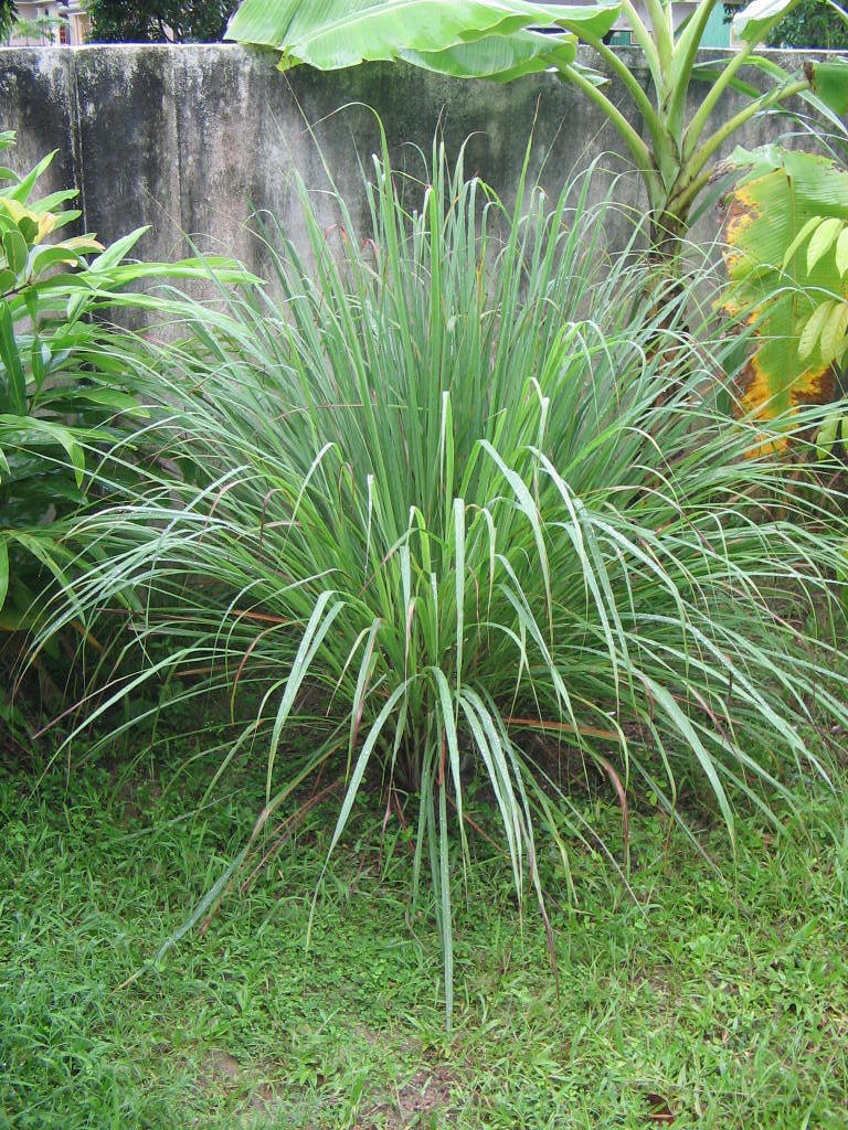 Citronnelle de Java