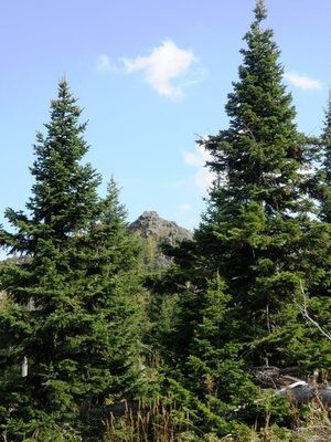 Sapin de Sibérie