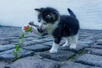 Animaux