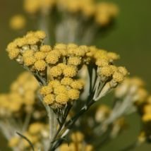 Hélichryse italienne (immortelle)