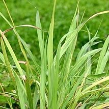 Lemongrass