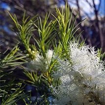 Tea tree