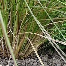 Vetiver