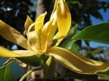 Ylang ylang (complète)
