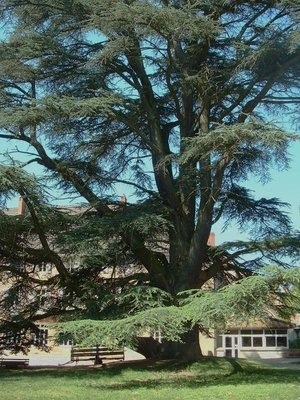 Cèdre de l'Atlas