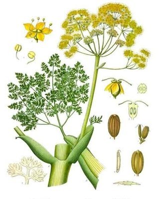 Galbanum