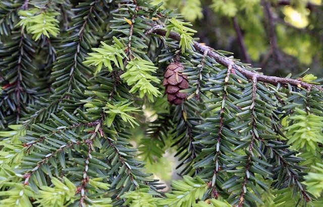 Sapin pectiné (sapin blanc)