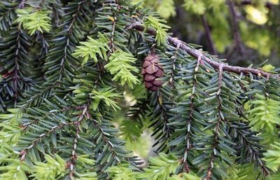 Sapin blanc