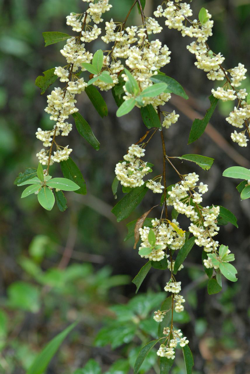 Litsée citronnée (verveine exotique)