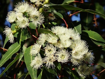 Eucalyptus radié