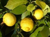 Petit grain citronnier
