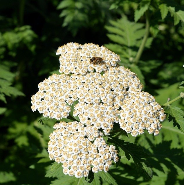 Achillée millefeuille (sauvage)