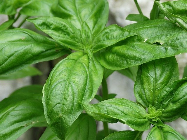 Basilic grand vert