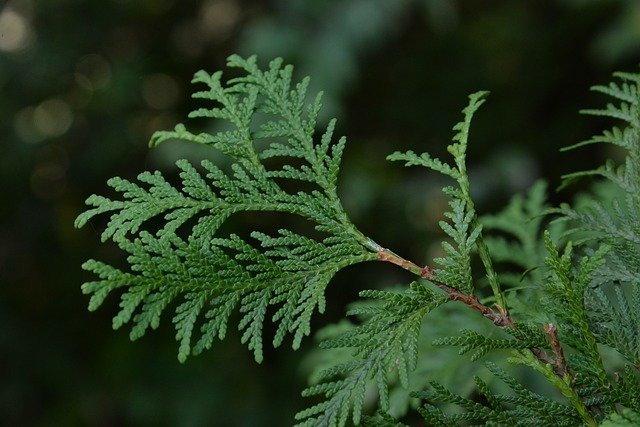Cyprès toujours vert