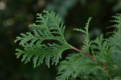 Cyprès toujours vert