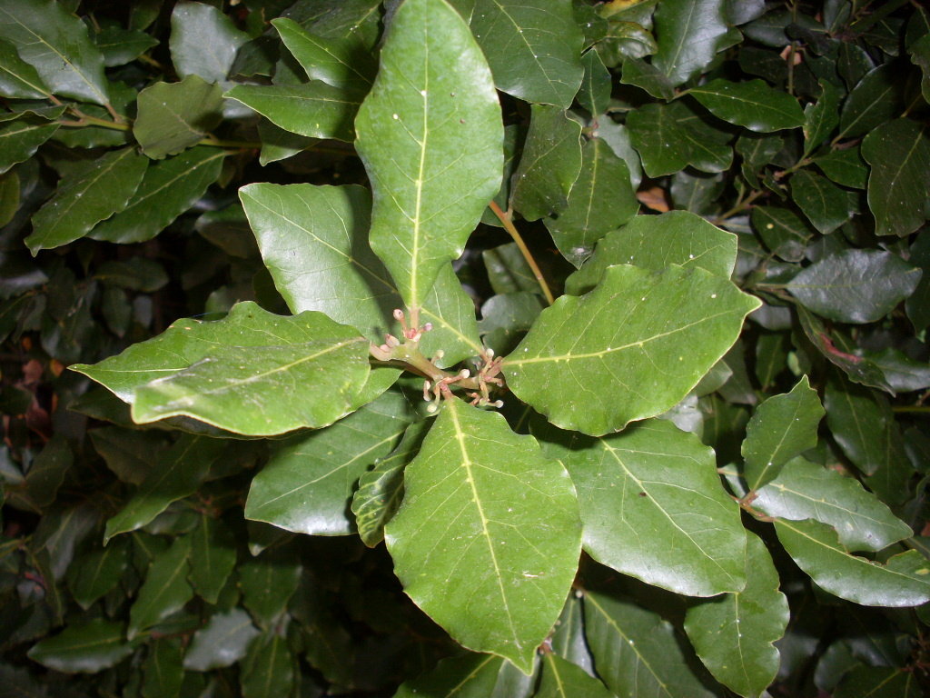 Laurier noble (sauvage)