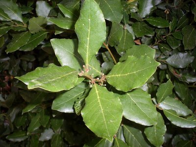 Laurier noble (sauvage)