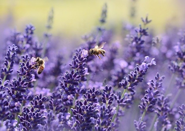 Lavande officinale sauvage