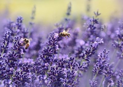 Lavande officinale sauvage