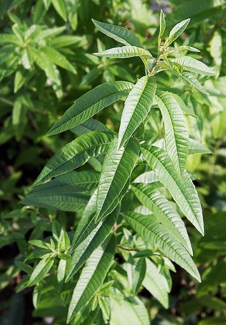 Verveine citronnée premium