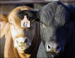 RFID for Livestock