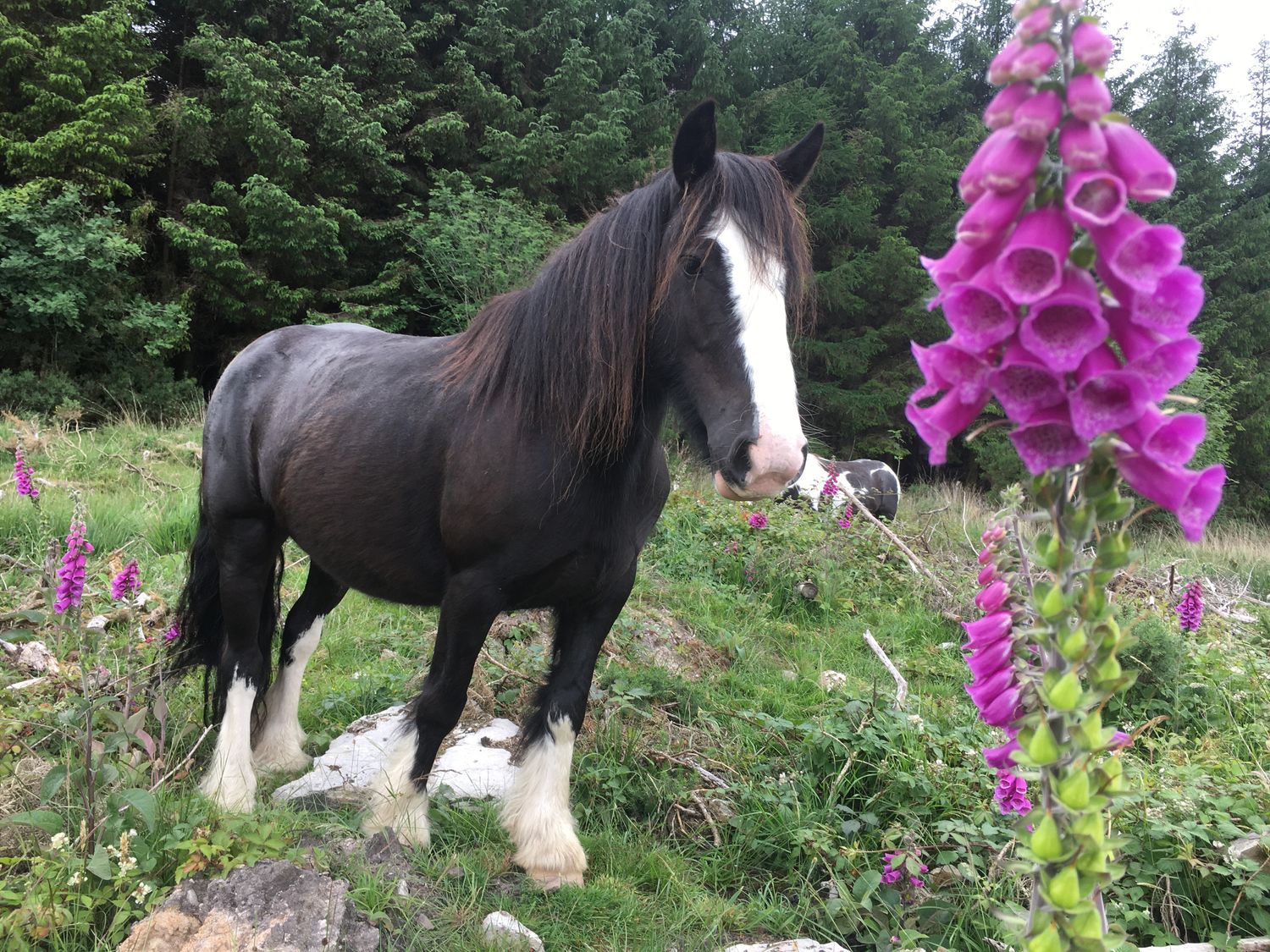 Capall donn le stiall bhán ar a shrón (Brown horse with a white stripe/blaze on its nose