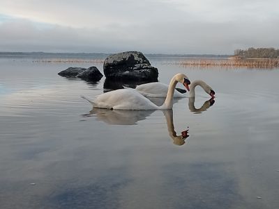 Eternal love, Lough Ennell, Westmeath.