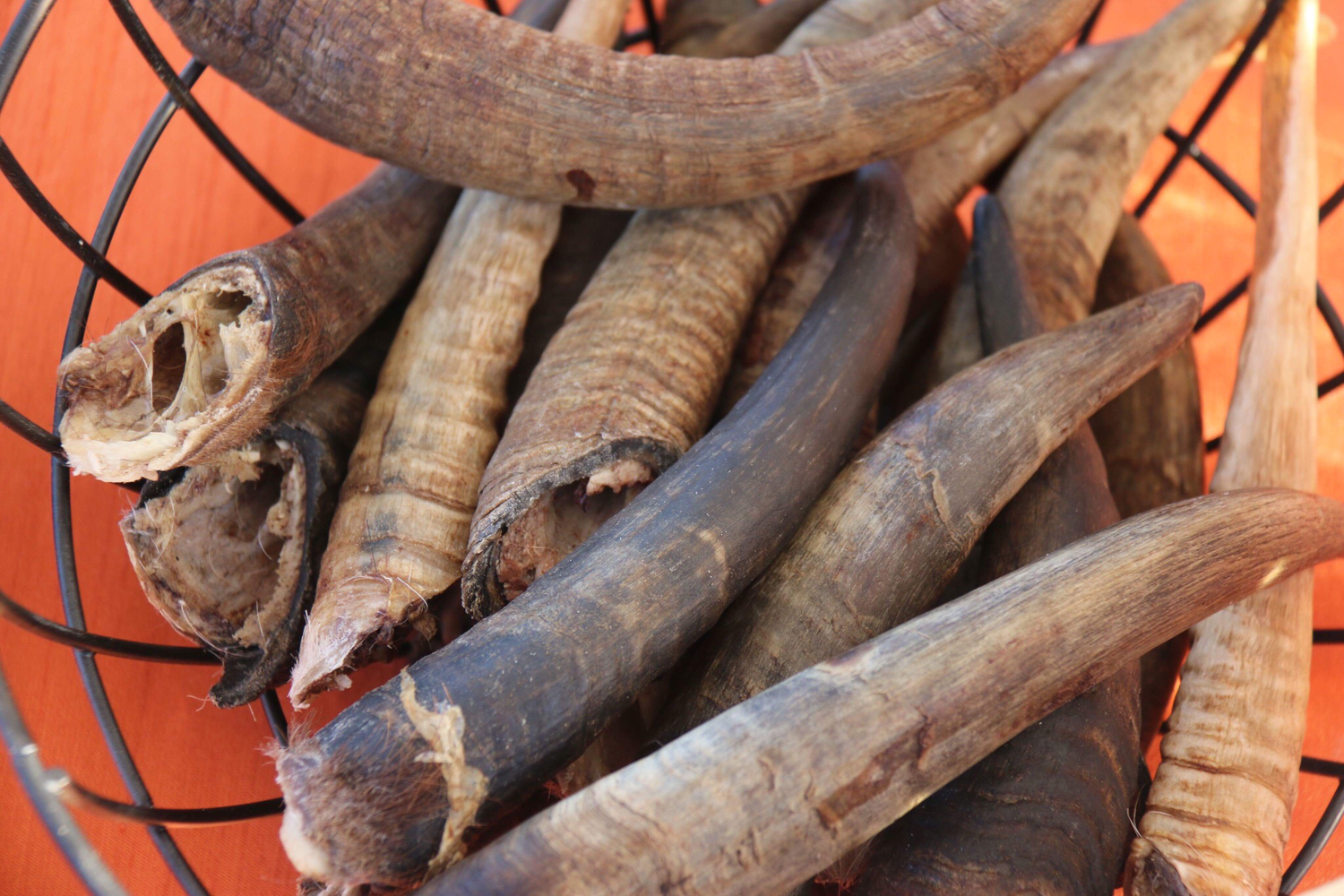 Goat horns (large)