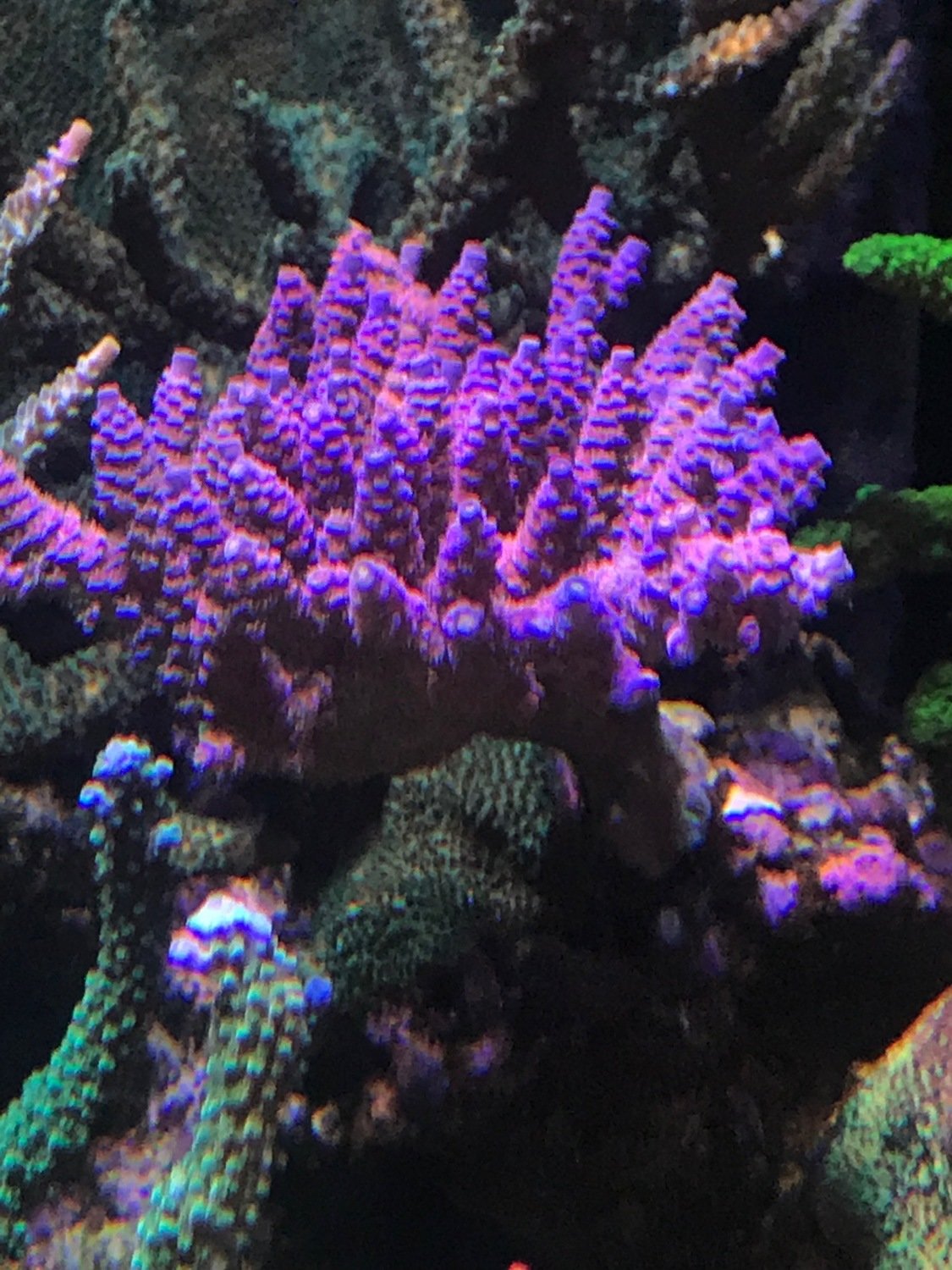 FT Independence Millipora  ( Blue with Red polyps )