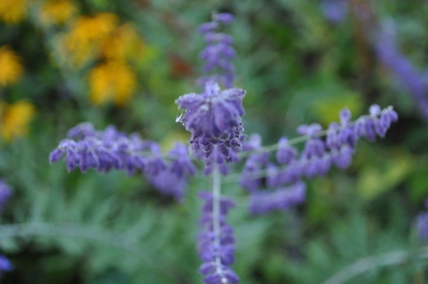Flower Photo