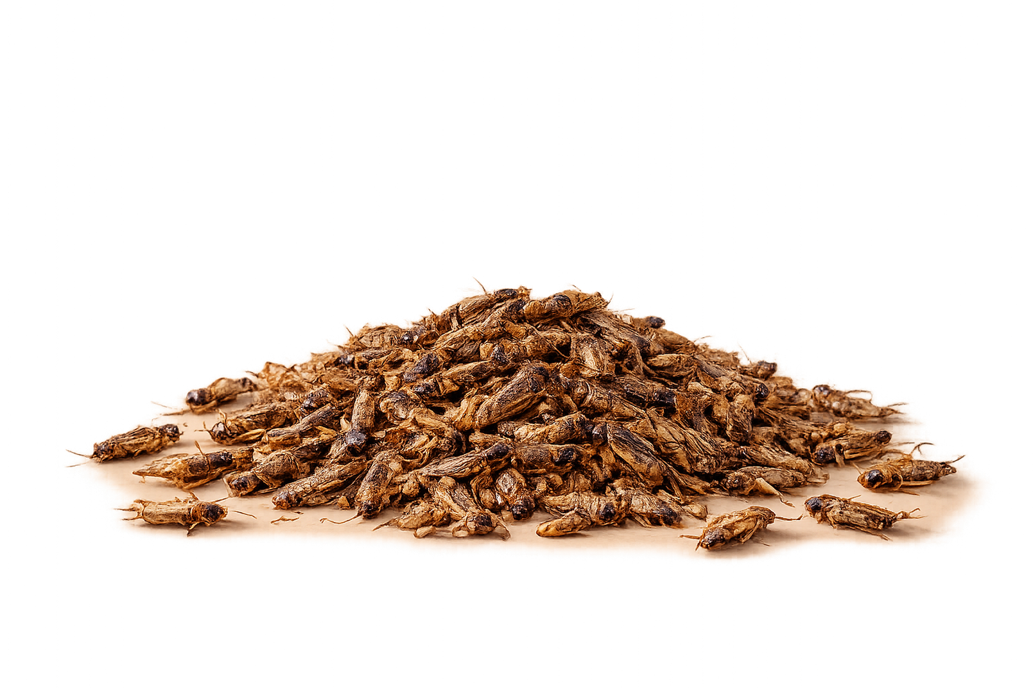 DRIED CRICKETS