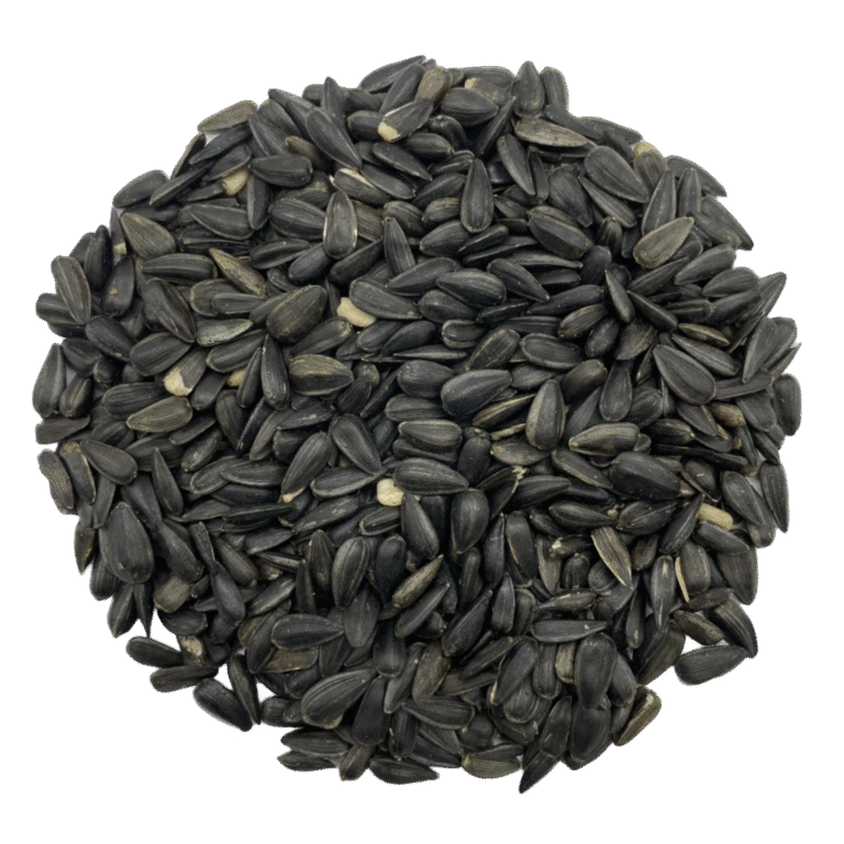 MS BLACK OILSEED SUNFLOWER