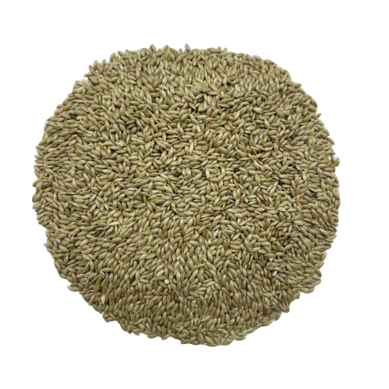 MS CANARY SEED