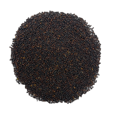 MS CANOLA SEED