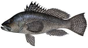 Black Sea Bass