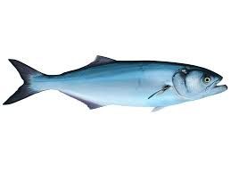 Bluefish