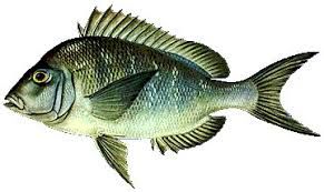 Porgy
